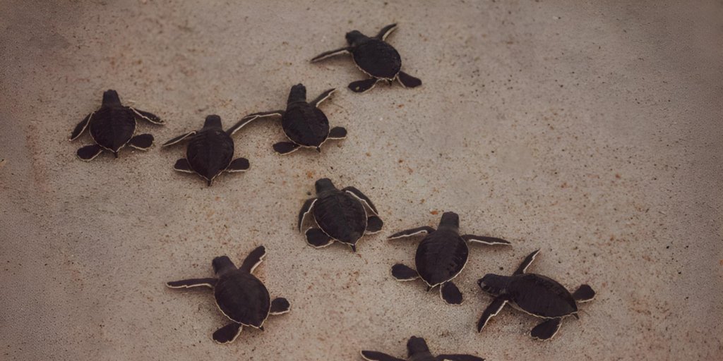 turtle farm in Bentota Sri Lanka