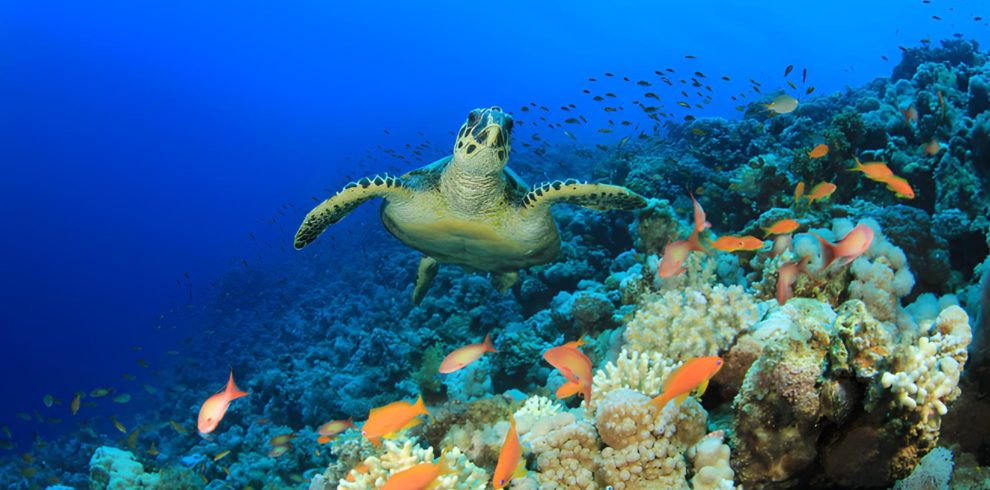 Turtle farm in Bentota